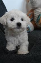 Maltipoo puppy's, Dieren en Toebehoren, Honden | Chihuahua's en Gezelschapshonden, Rabiës (hondsdolheid), Overige rassen, 8 tot 15 weken