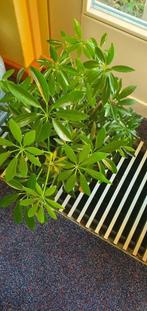 groene schefflera, hoeft 2 jaar of langer niet verpot, Ophalen, Halfschaduw, Minder dan 100 cm