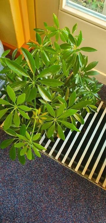 groene schefflera, hoeft 2 jaar of langer niet verpot  beschikbaar voor biedingen