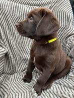 Prachtige Zwarte en Bruine Labrador pups met Stamboom, Dieren en Toebehoren, Honden | Retrievers, Spaniëls en Waterhonden, CDV (hondenziekte)