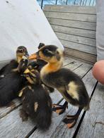 Loopeend kuikens, Dieren en Toebehoren, Meerdere dieren, Eend