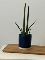 Vrouwentong (Sansevieria Zeylanica) plant inclusief pot 45cm, Huis en Inrichting, Kamerplanten, Ophalen, Halfschaduw, Minder dan 100 cm