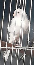 echt witte kanarie, Dieren en Toebehoren, Vrouwelijk, Parkiet