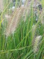 siergrassenpakket ( 31 planten) voor jaren plezier, Ophalen