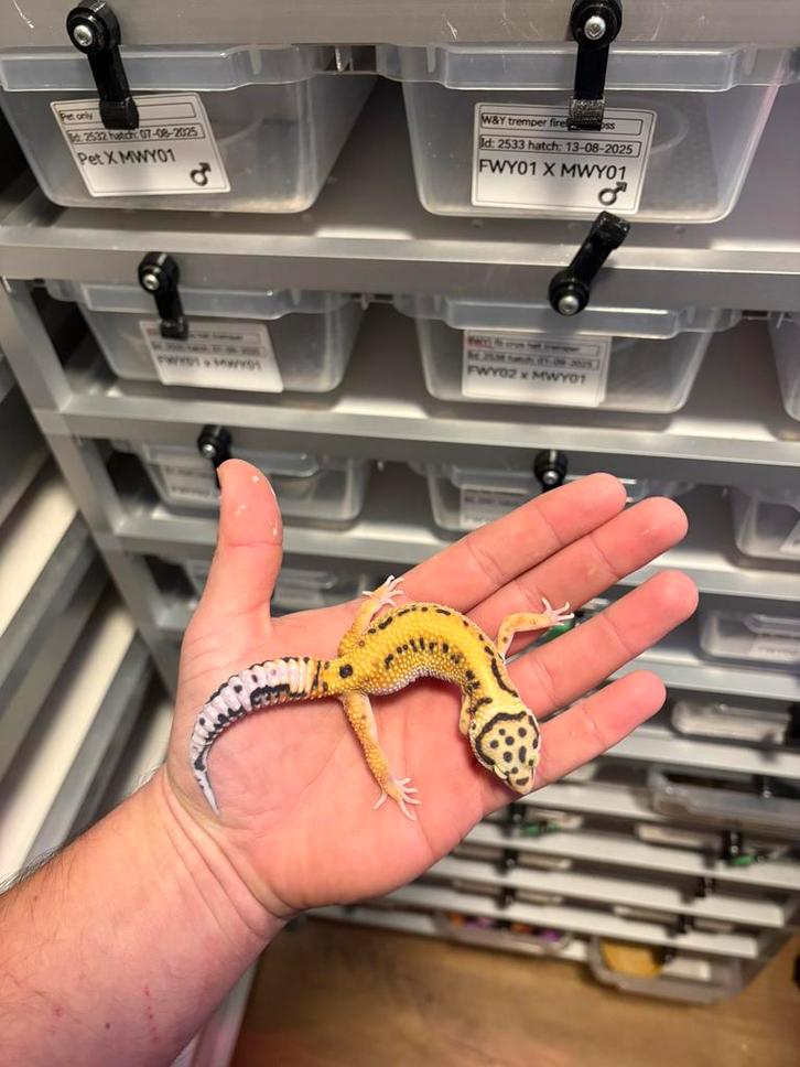 0.1 white and yellow firebold cros het tremper luipaardgekko, Dieren en Toebehoren, Reptielen en Amfibieën, Hagedis, 0 tot 2 jaar