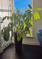 Grote Kamerplant - Schefflera (Umbrella Plant)– ca. 160 cm, Ophalen, Overige soorten, Halfschaduw, In pot