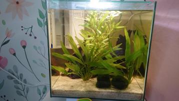 Compleet garnalen aquarium! beschikbaar voor biedingen