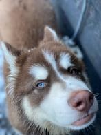 Zeer zeldzame choco wooly husky pup, Dieren en Toebehoren, 8 tot 15 weken, Eén hond, Nederland, Particulier