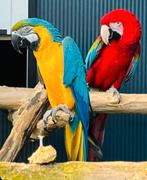 VEEL SOORTEN VOGELS / PAPEGAAIEN GEVRAAGD / GEZOCHT FOREVER!, Meerdere dieren, Papegaai, Tam