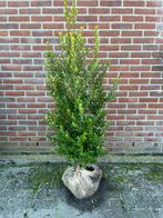 Ilex Maximo ‘Kanehirae' (Japanse hulst Impala), Tuin en Terras, Ophalen, Hulst, Minder dan 100 cm