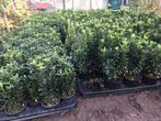 Haagplantjes te koop voor slechts € 1.65 per stuk, Ophalen, Overige soorten, Haag, Minder dan 100 cm