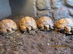 kinixys belliana nogueyi, Dieren en Toebehoren, Reptielen en Amfibieën, Schildpad, Tam, 0 tot 2 jaar