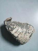 Mammoet tand, Verzamelen, Ophalen of Verzenden, Fossiel