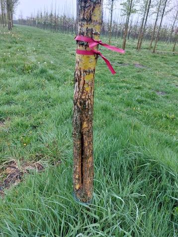 Salix alba 'Chermesina' Schietwilg Witte wilg met gele takke beschikbaar voor biedingen