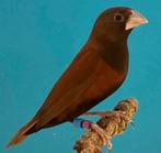 Bruinkopnonnen Lonchura brunneiceps, Dieren en Toebehoren, Meerdere dieren, Geringd