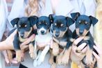 Jack russel black en tan pup te koop, Dieren en Toebehoren, Honden | Jack Russells en Terriërs, Jack Russell Terriër, 8 tot 15 weken