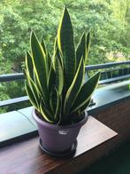 Prachtige,volle Sanseveria in Elho bak 30 cm in bio potgrond, Ophalen of Verzenden, Cactus, Minder dan 100 cm