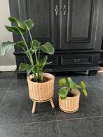 Bloempotten, Ophalen of Verzenden, Overige soorten, Minder dan 100 cm