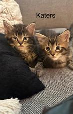 Kruizing maincoon en een ragdoll, Dieren en Toebehoren, Katten en Kittens | Raskatten | Langhaar, Kater
