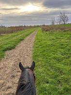 Stalling aangeboden voor kleine pony, Dieren en Toebehoren, Stalling en Weidegang, Stalling, 1 paard of pony