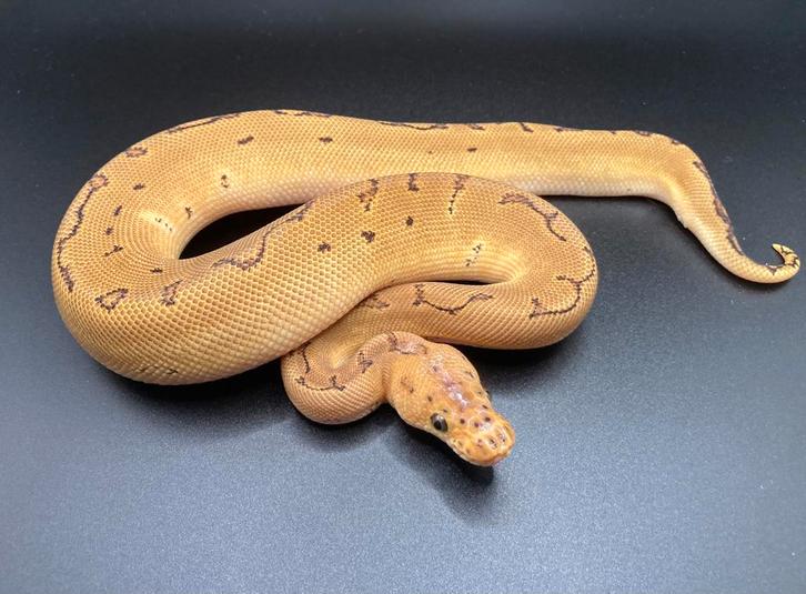 1.0 Pinstripe Clown het Hypo ball python regius te koop
