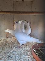 Witte postduiven, Dieren en Toebehoren, Vogels | Duiven, Meerdere dieren, Postduif