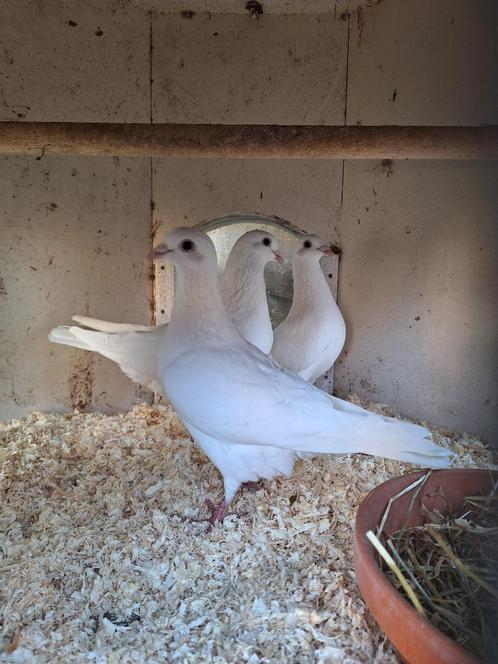 Witte postduiven, Dieren en Toebehoren, Vogels | Duiven, Postduif, Meerdere dieren