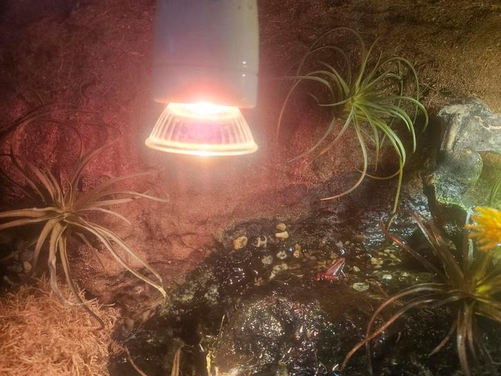 Te koop gifkikkers! Tussen de 10 en 20, Dieren en Toebehoren, Reptielen en Amfibieën, Amfibie, 0 tot 2 jaar