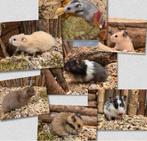 Jonge TAMME GOUDHAMSTERS -man ( rechtstreeks van de fokker), Dieren en Toebehoren, Knaagdieren, Hamster, Mannelijk, Tam, Oktober