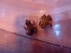 2.1 Oophaga pumilio bastimentos, ca 3 jaar., Dieren en Toebehoren, Reptielen en Amfibieën, Amfibie, 3 tot 6 jaar