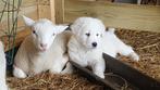 schapen kuddewaakhonden berghond Maremma pups LGD, Dieren en Toebehoren, Meerdere dieren, Schaap, 0 tot 2 jaar