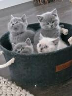 Britse korthaar kittens, Kater, Ontwormd, 0 tot 2 jaar