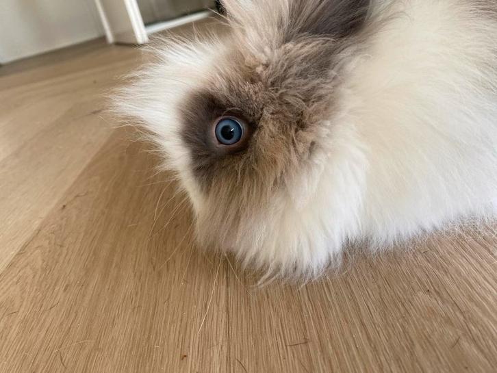 Teddy Dwergkonijnen, Dieren en Toebehoren, Konijnen, Dwerg, Mannelijk