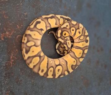 1.0 Enchi pastel nk.dec.2024 beschikbaar voor biedingen