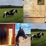 Quarter horse paint merie, Dieren en Toebehoren, Pony's, Gechipt, Zadelmak, 7 tot 10 jaar, Recreatiepony
