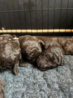 Toy poedel x mini poedel pups (Choco bruin), Poedel, CDV (hondenziekte), 8 tot 15 weken, Meerdere