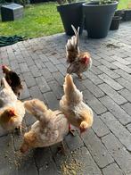 Broedeieren van mn Ayam Maleis Serama krielkipjes, Dieren en Toebehoren, Pluimvee, Geslacht onbekend, Kip