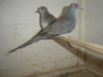 diamantduifje's *, Dieren en Toebehoren, Vogels | Overige Vogels, Meerdere dieren, Tropenvogel