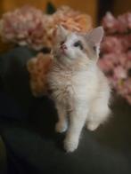 Maine coon kittens, Meerdere dieren, Gechipt, 0 tot 2 jaar