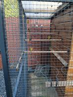 2 koppels kanaries uit buiten volière, Dieren en Toebehoren, Vogels | Kanaries, Meerdere dieren, Kleurkanarie