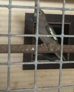 Valkparkieten. Tekoop