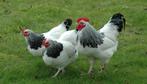 Gezocht Sussex kriel broedeieren, Dieren en Toebehoren, Pluimvee, Geslacht onbekend, Kip