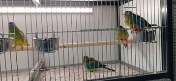 Turquoisine parkieten te koop beschikbaar voor biedingen