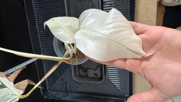 Super Zeldzame Monstera Deliciosa Variegata Albo Full Moon! beschikbaar voor biedingen