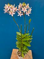 Orchidee Epidendrum p12 (4)