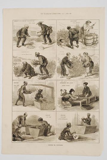Japanse theeteelt - Antieke illustratie (1874) beschikbaar voor biedingen