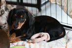 Black a Tan Teckel teefje kaninchen x dwerg, 8 tot 15 weken, Korthaar, Teef, Dwerg