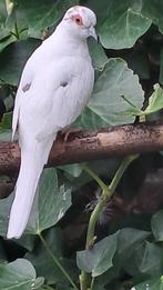 bonte diamant duiven te koop, Dieren en Toebehoren, Vogels | Overige Vogels, Meerdere dieren, Tropenvogel