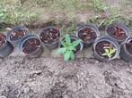 Tuinplanten, Ophalen, Overige soorten