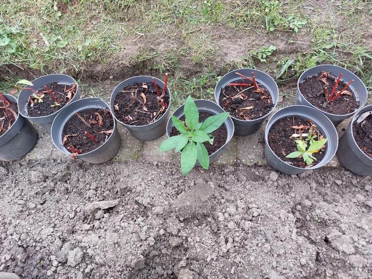 Tuinplanten, Tuin en Terras, Planten | Tuinplanten, Overige soorten, Ophalen